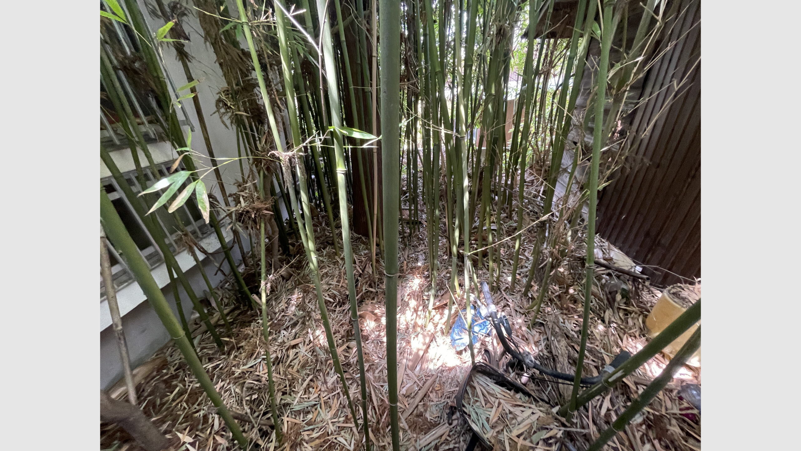 中庭の竹伐採工事